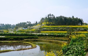 犍为双溪小市村：打造“花园村庄”助力乡村振兴